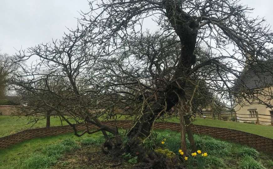 Engleska: Newtonovo stablo jabuke četiri stoljeća prkosi vremenu